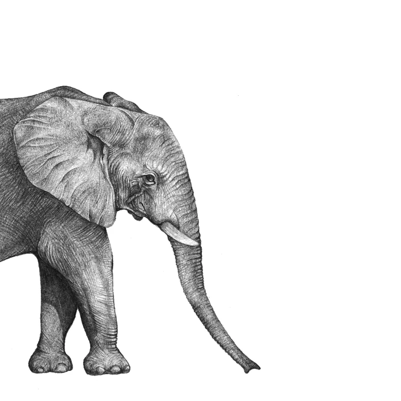 LaleGuralp_Elephant.jpg