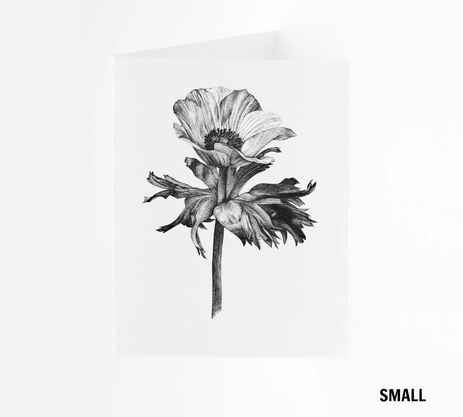 SM_Anenome1.jpg