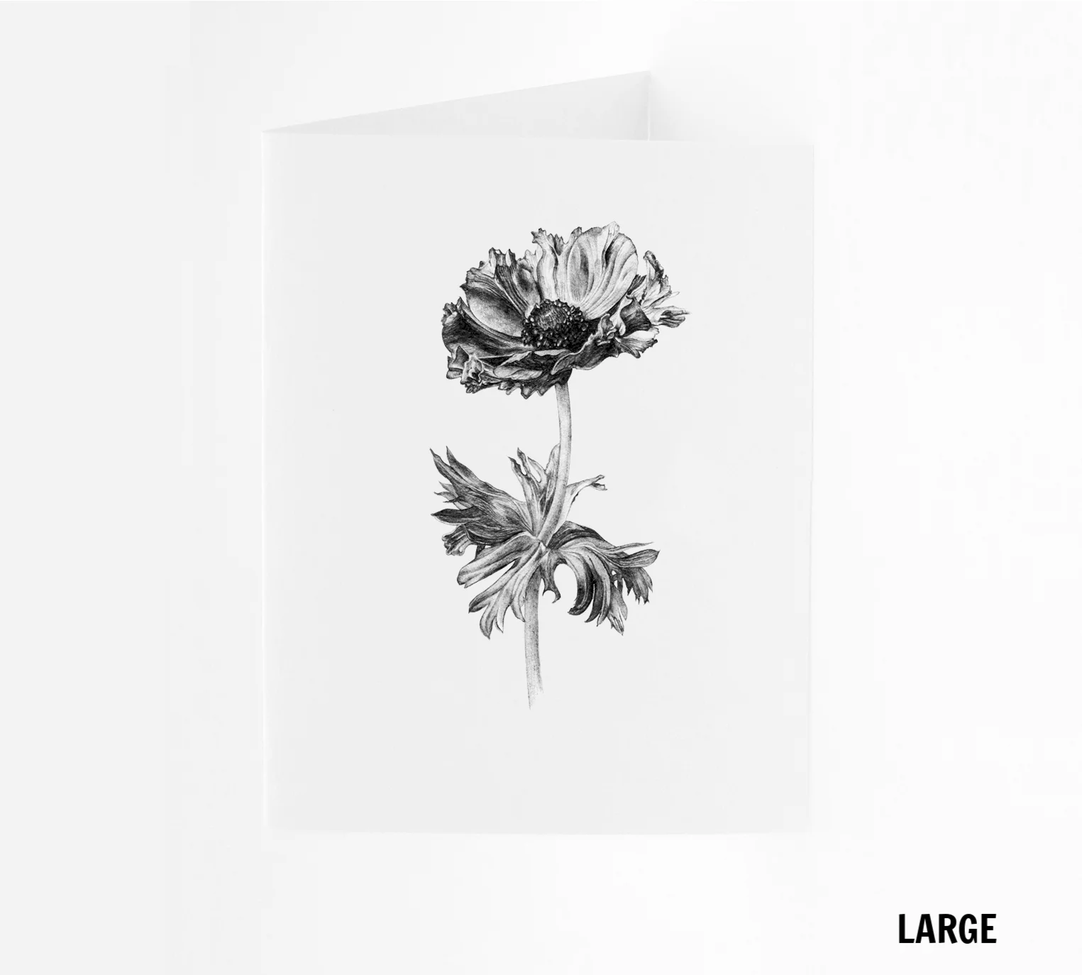 LG_Anenome2.jpg