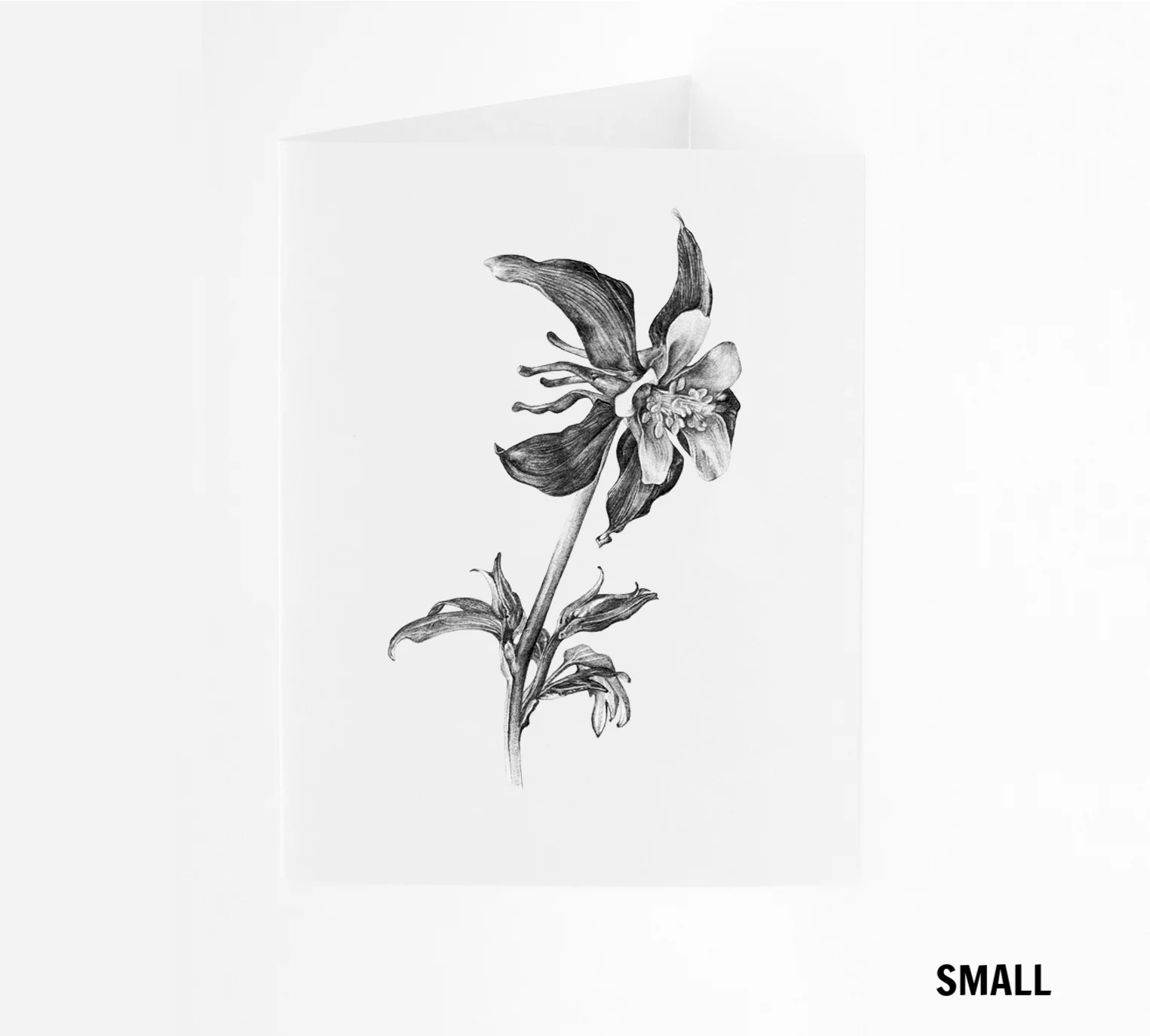 SM_Aquilegia.jpg