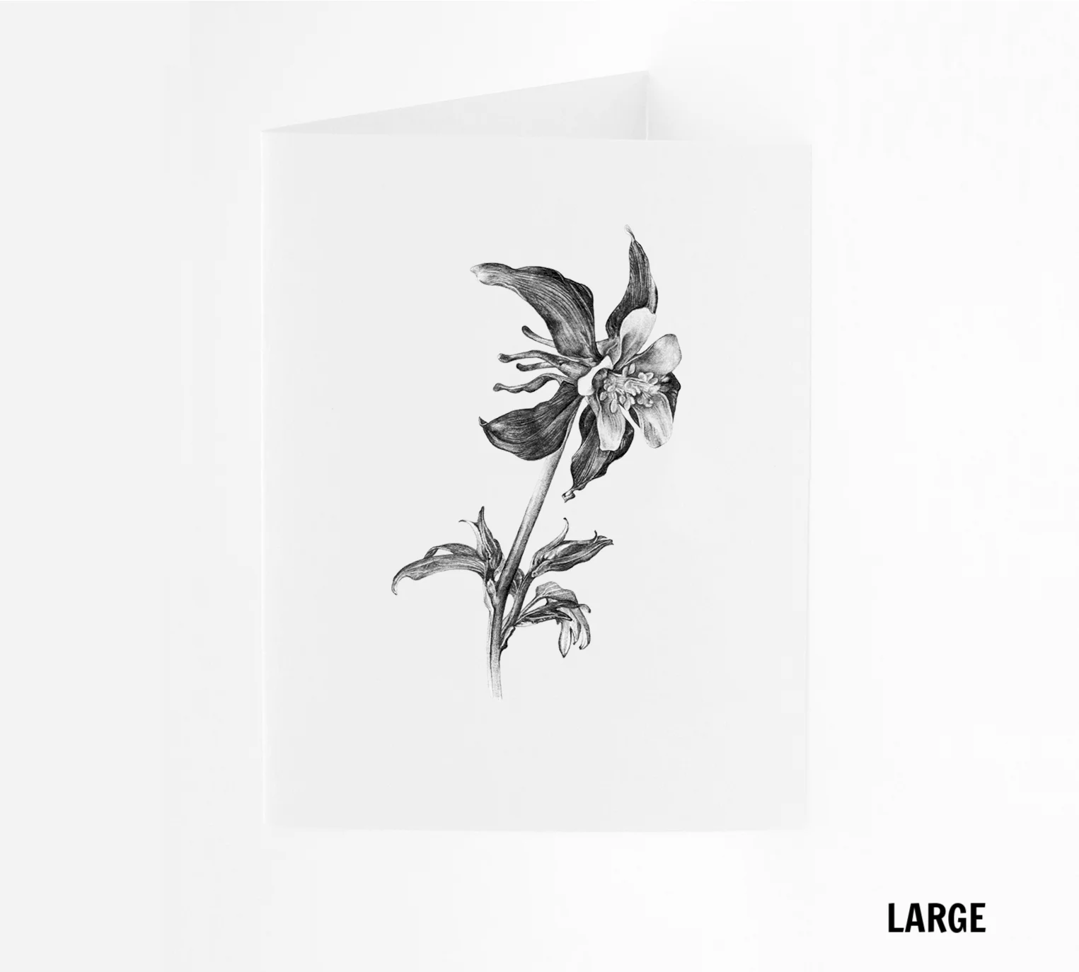 LG_Aquilegia.jpg