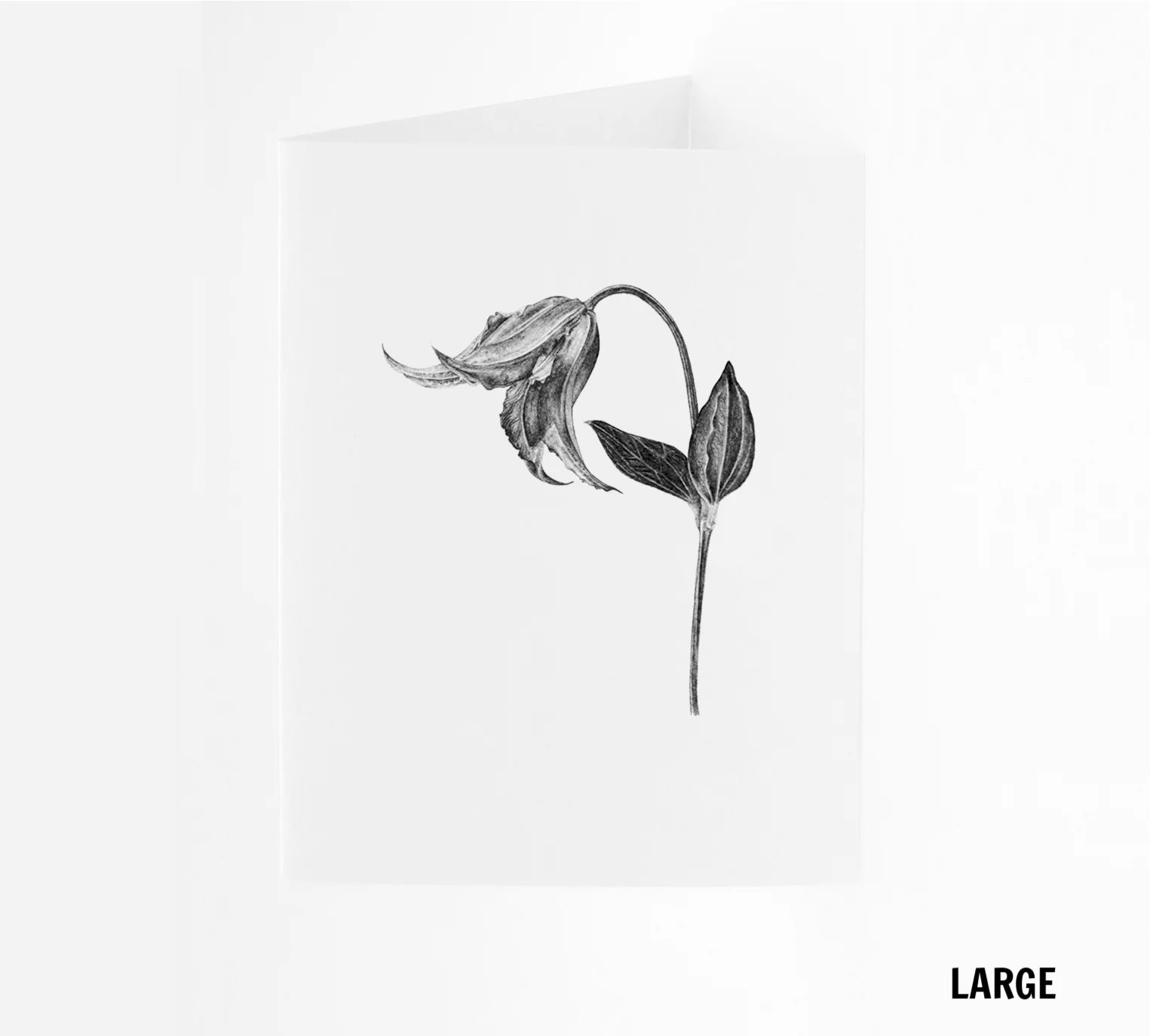 LG_Clematis.jpg