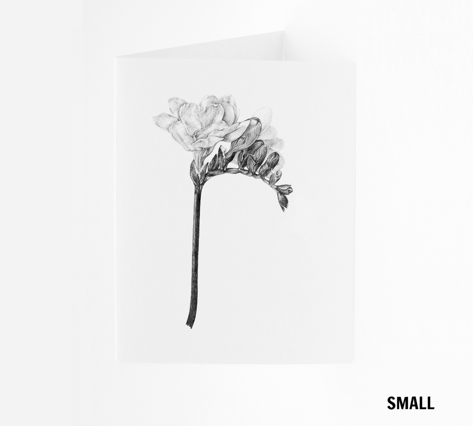 SM_Freesia.jpg