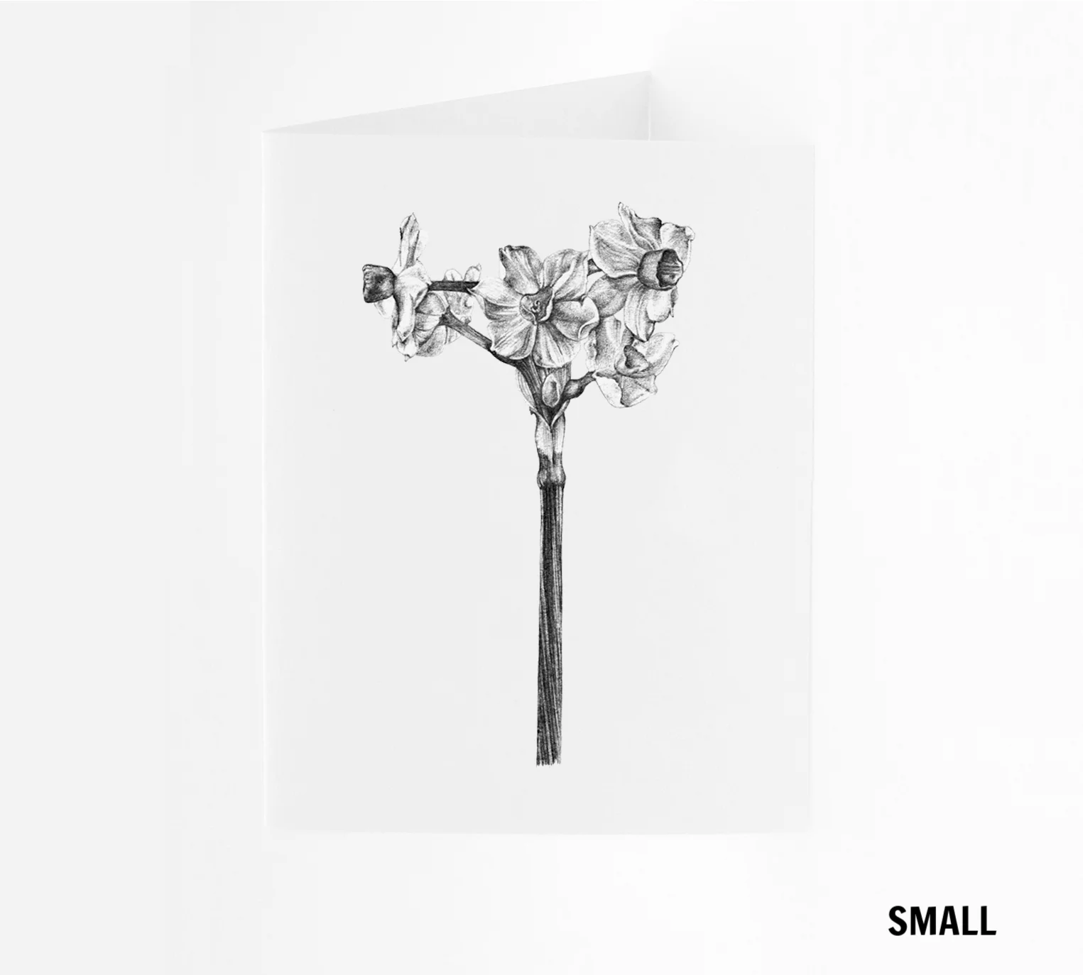 SM_Narcissus.jpg