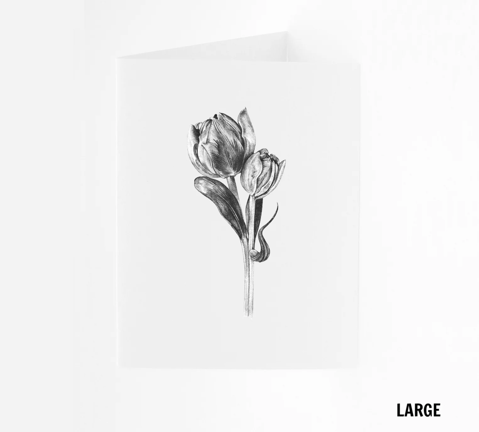 LG_Tulip.jpg