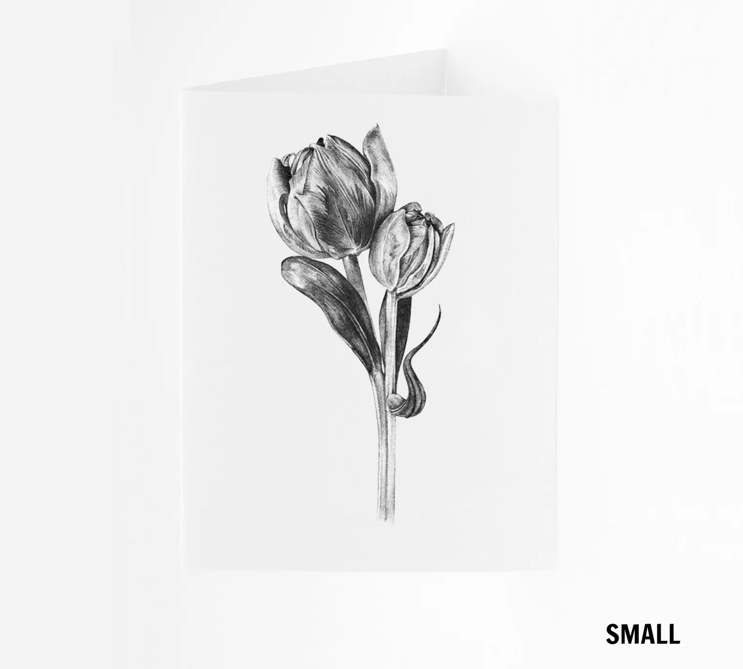 SM_Tulip.jpg