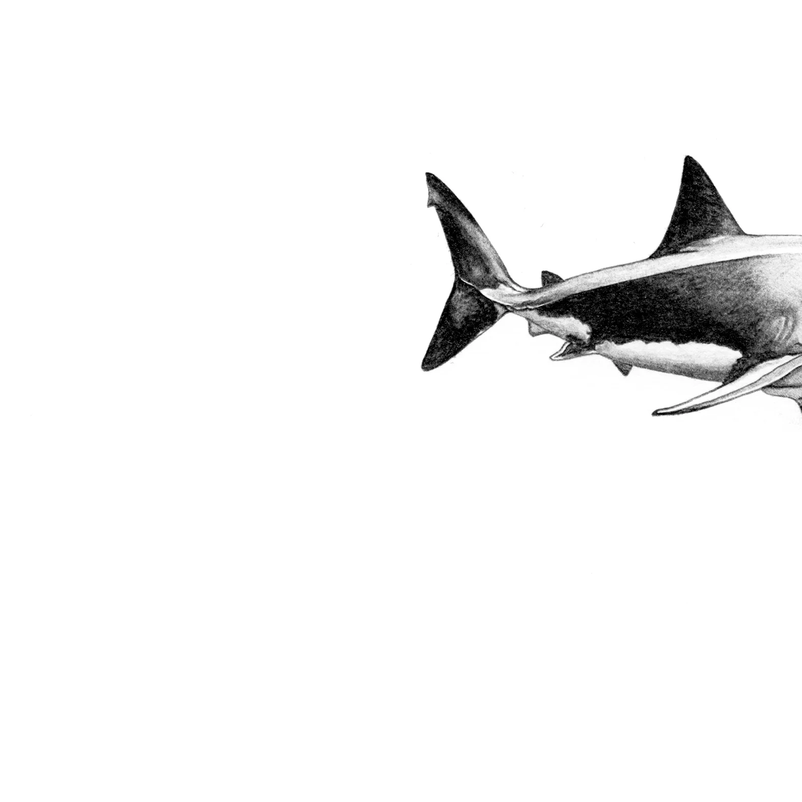 LaleGuralp_Shark.jpg