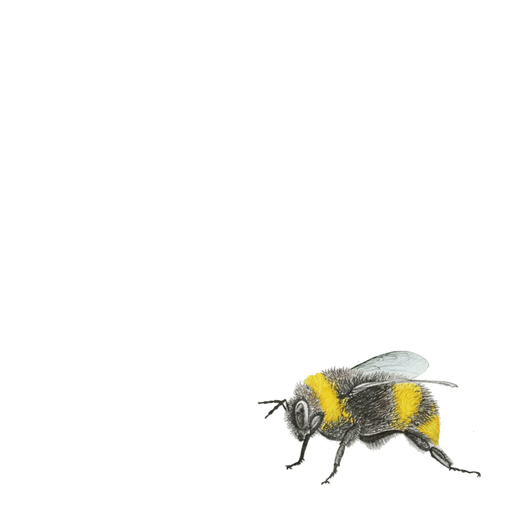 LaleGuralp_Painted_Bee.jpg