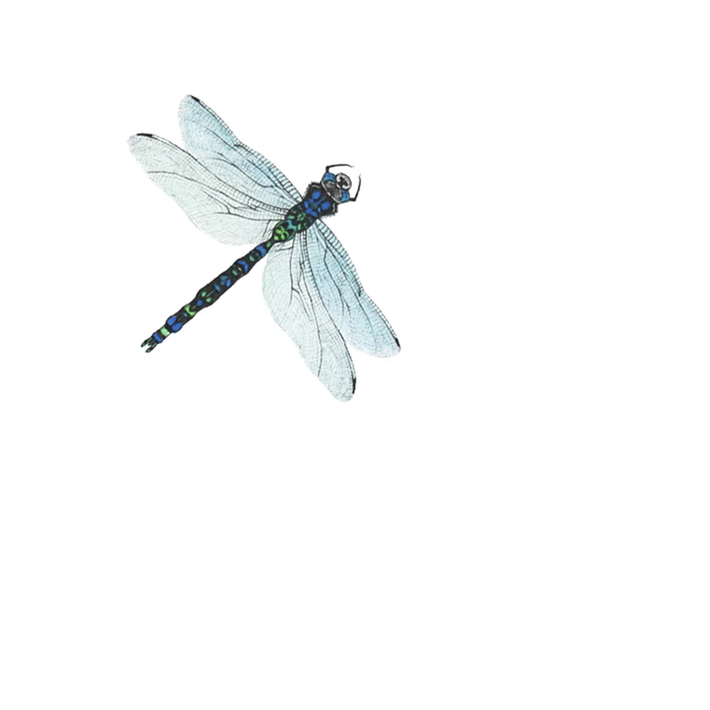 LaleGuralp_Painted_Dragonfly.jpg