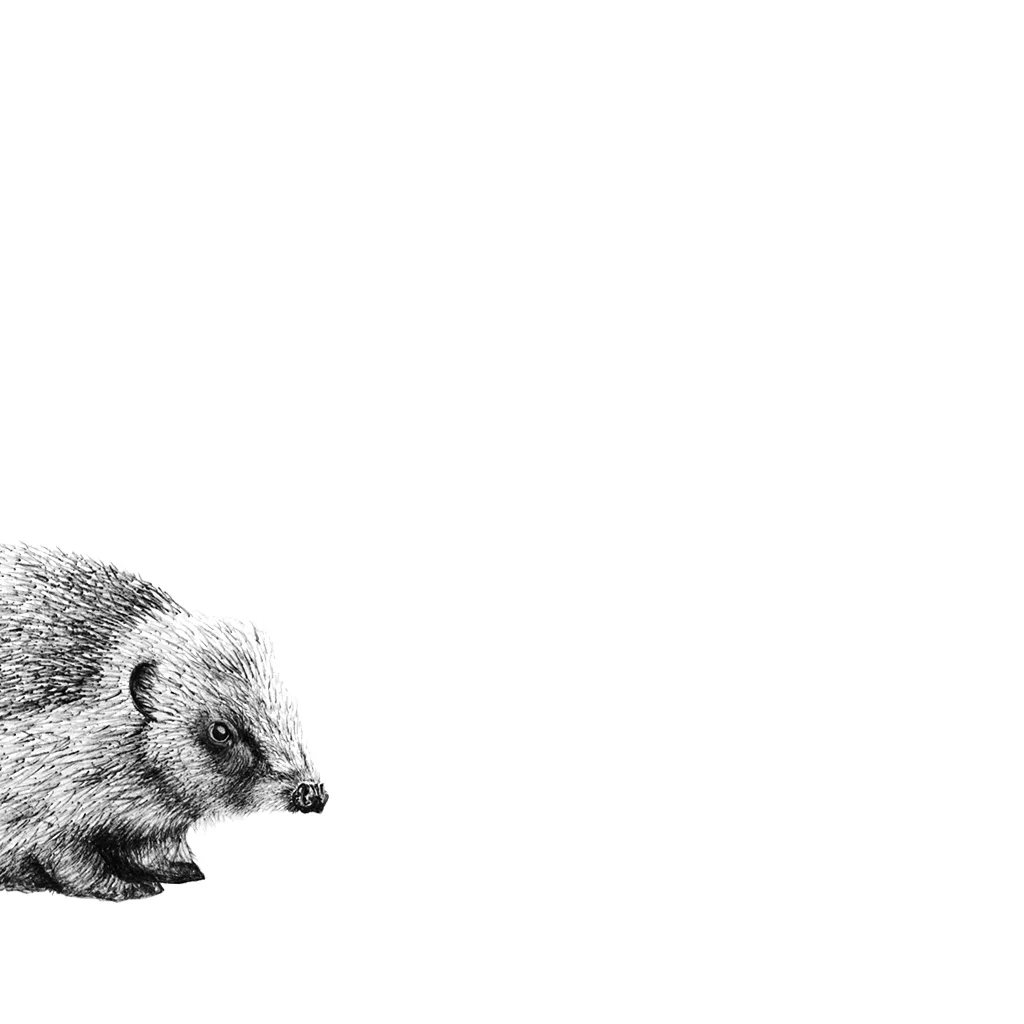 LaleGuralp_Hedgehog.jpg