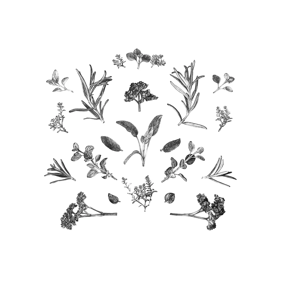 Herbs_B&W_LaleGuralp.jpg