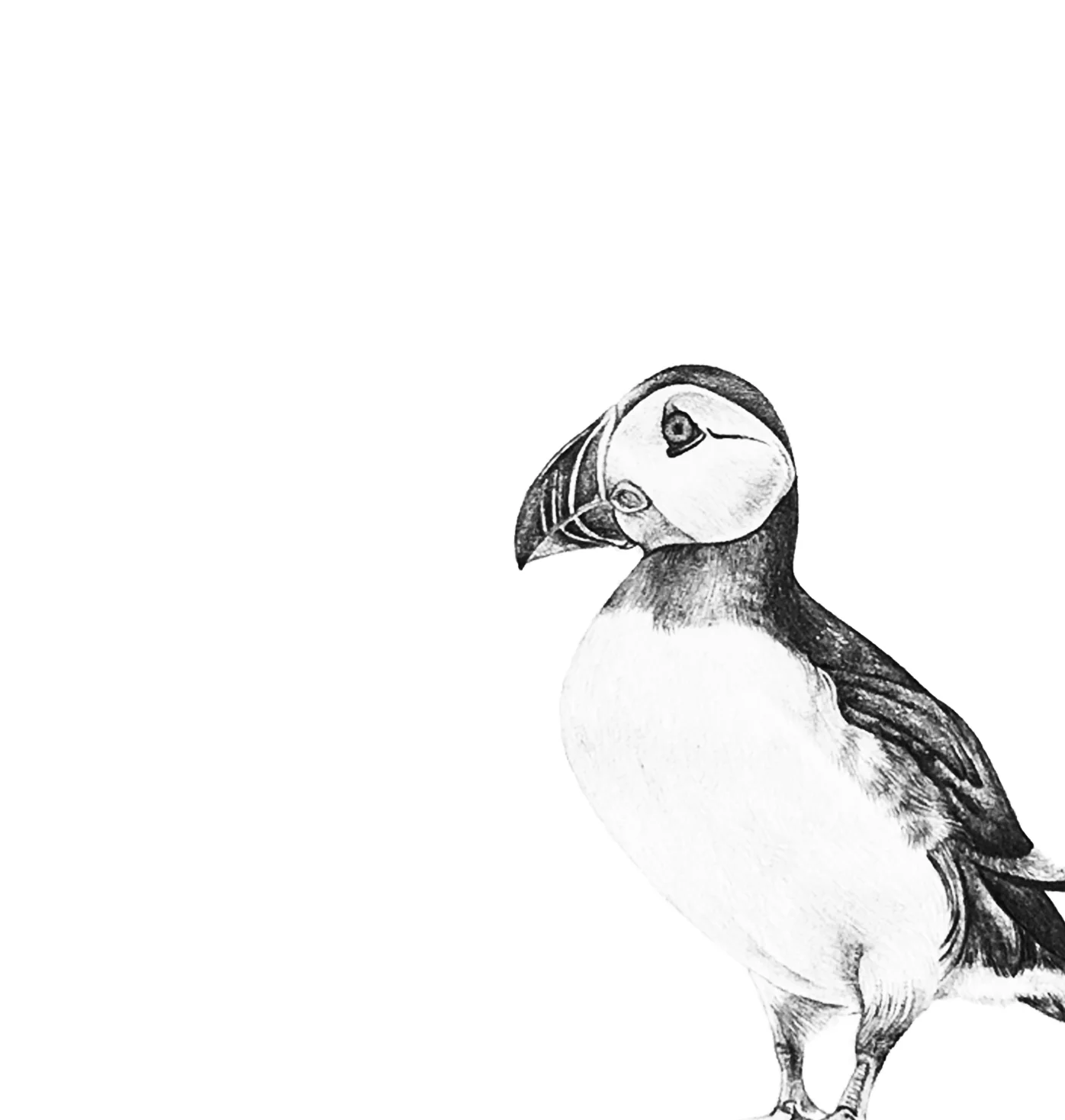 LaleGuralp_Puffin.jpg