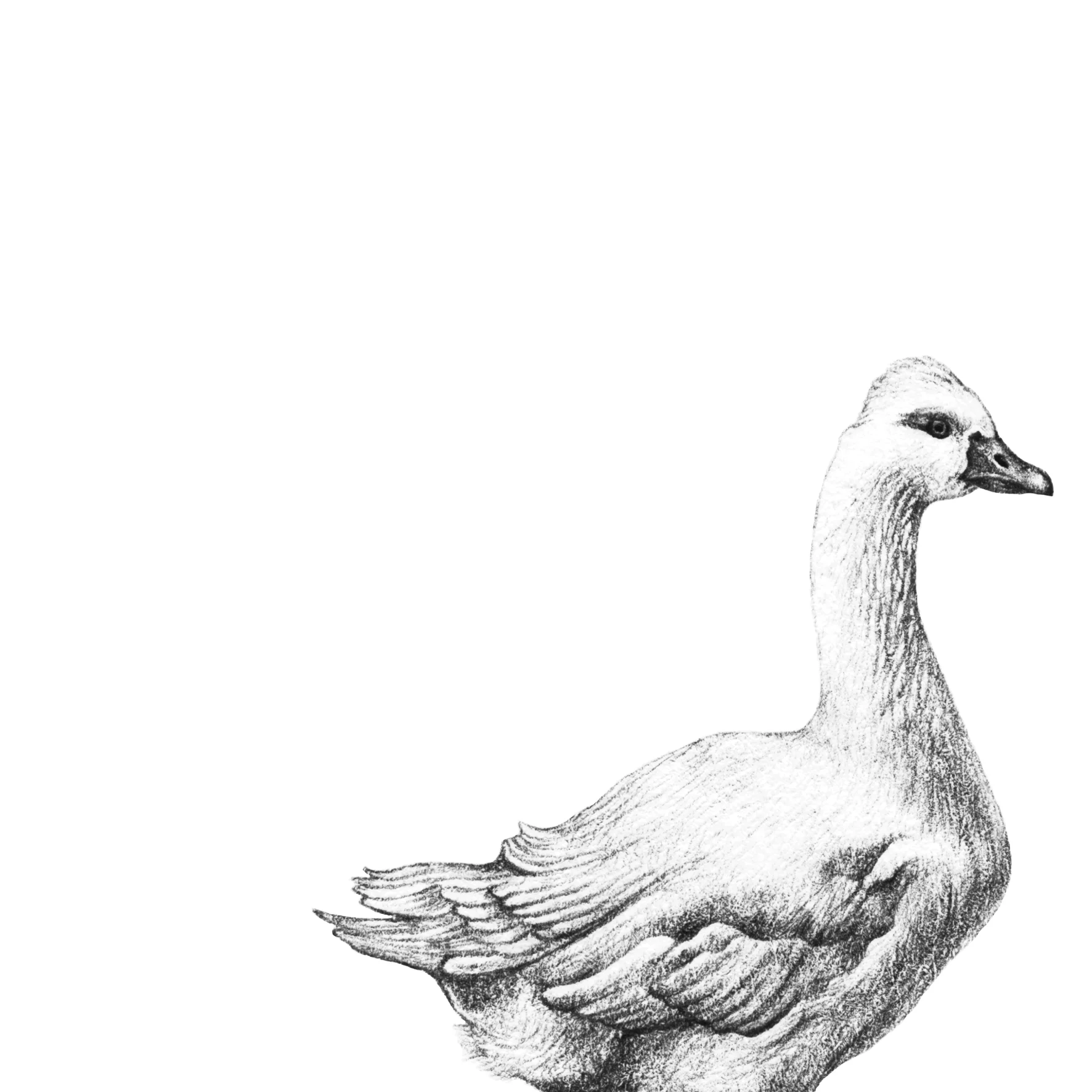 LaleGuralp_Goose.jpg