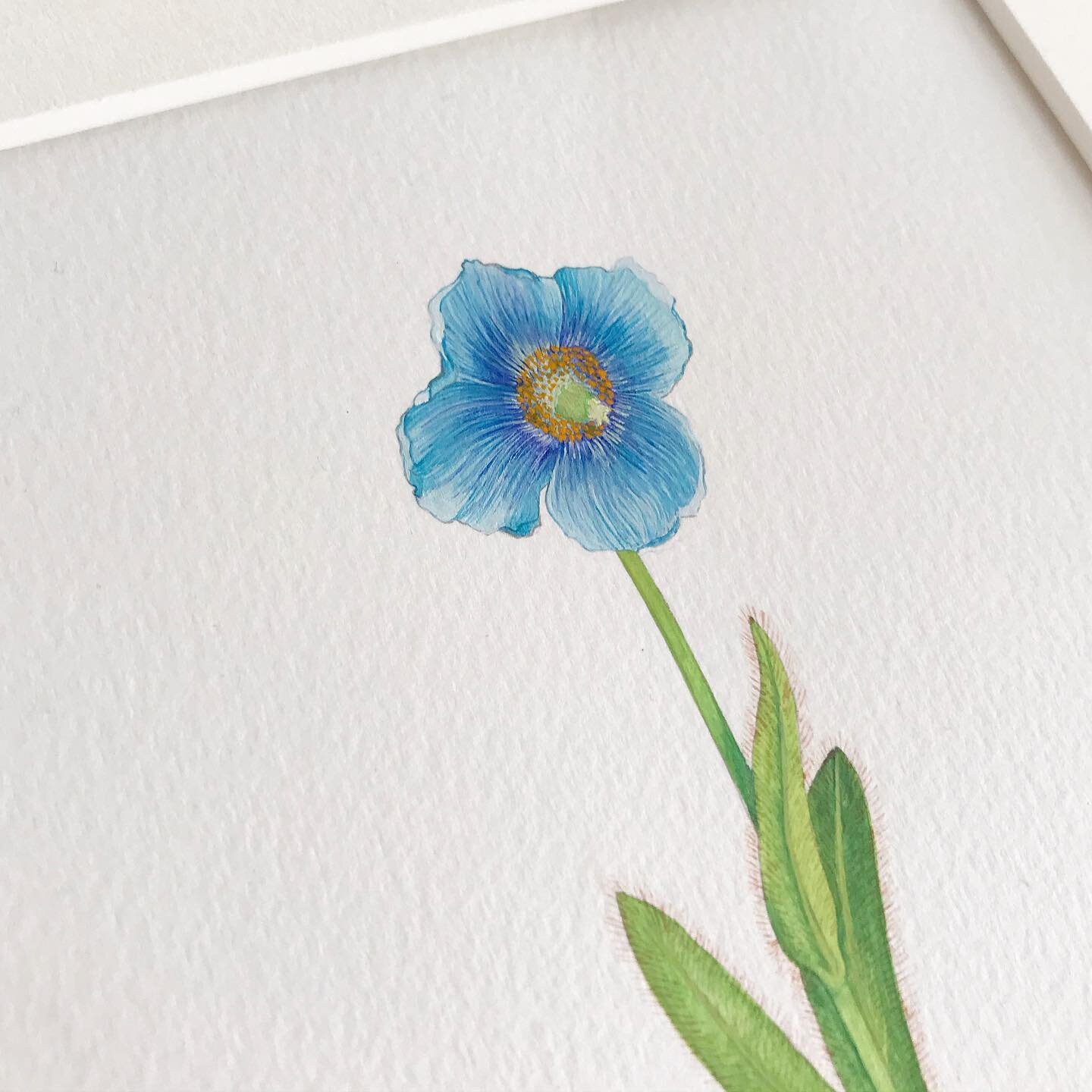#meconopsis blue Himalayan poppy. It is very hard to grow and I remember seeing a lot of them @the_rhs #chelseaflowershow in 2018. A lovely commission to come back to work to. Seen here in a handmade frame and the new colour I am offering... ✨gold✨
#