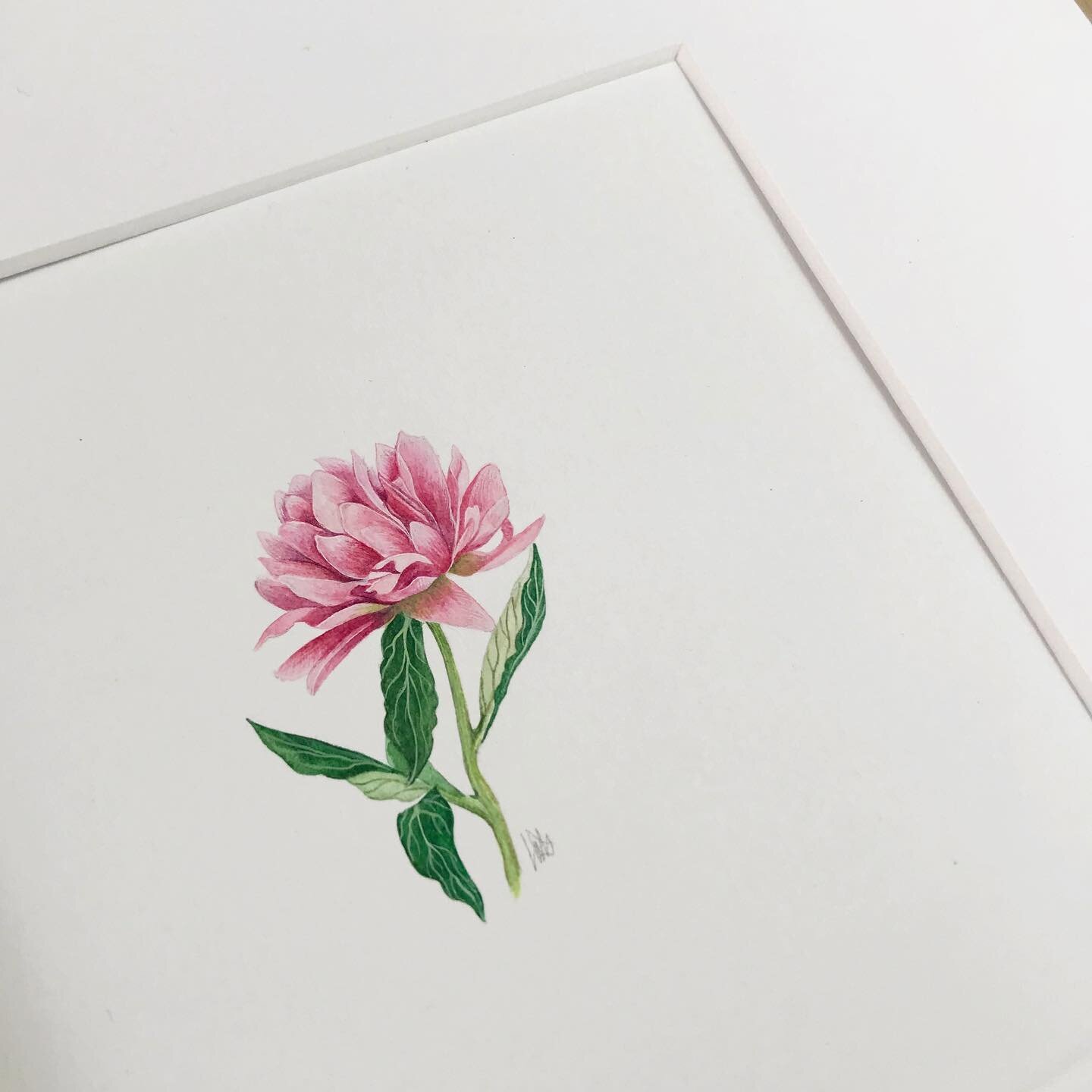 They have all been so different! This one is made more of light washes then solid paint but the colours needed it to be that way. #peony #flower #paintedflower #summer #summerflower #peonyflower #pretty #prettypink #60thbirthday #isolationartist @gre