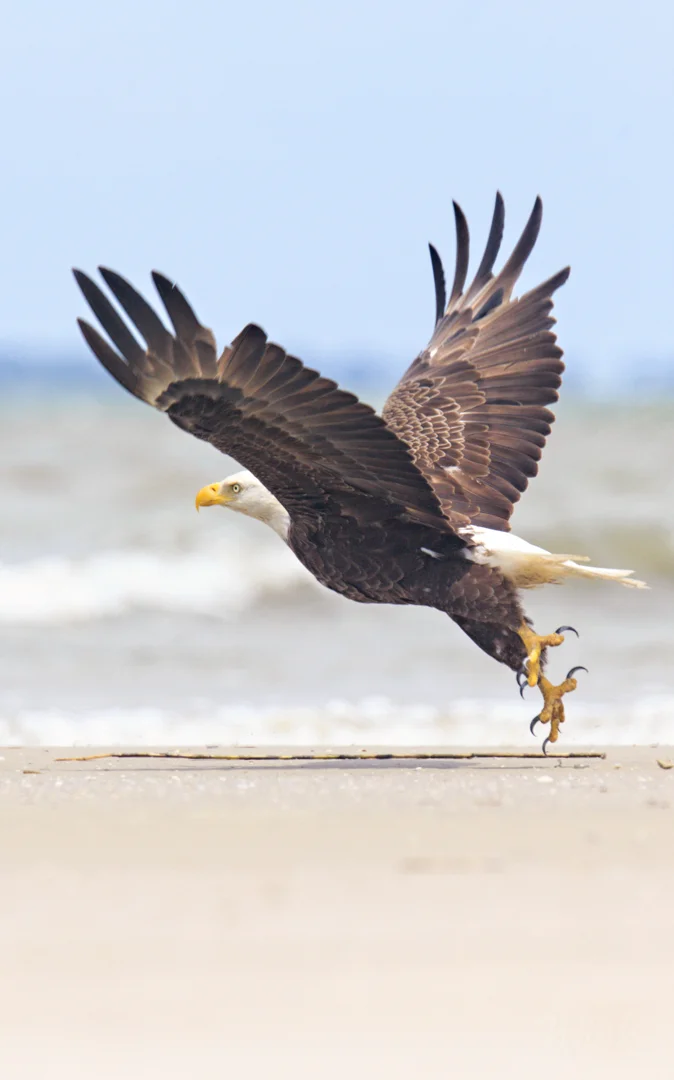 Beach Eagle Takeoff Signed IW.jpg