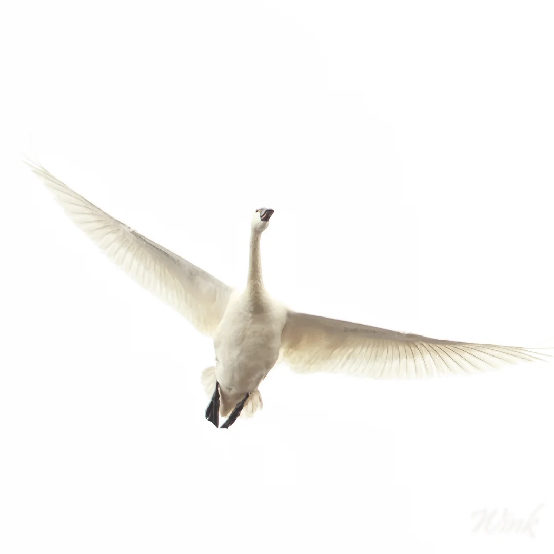 Lone Swan Square Signed IW 2.jpg
