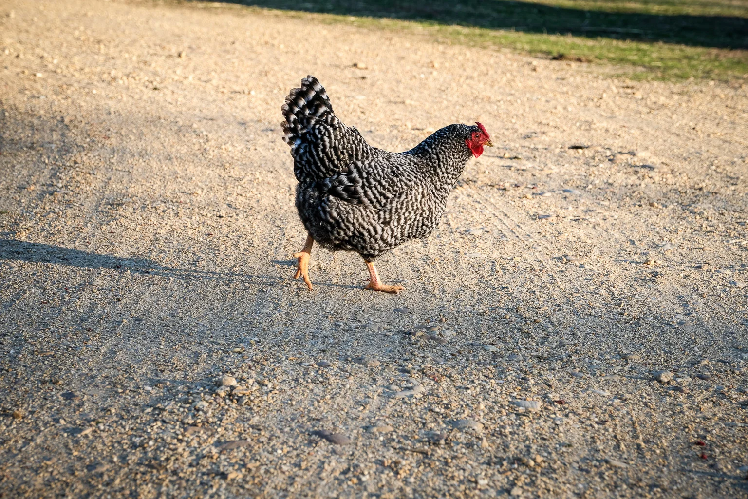 Complete with a chicken crossing the road!