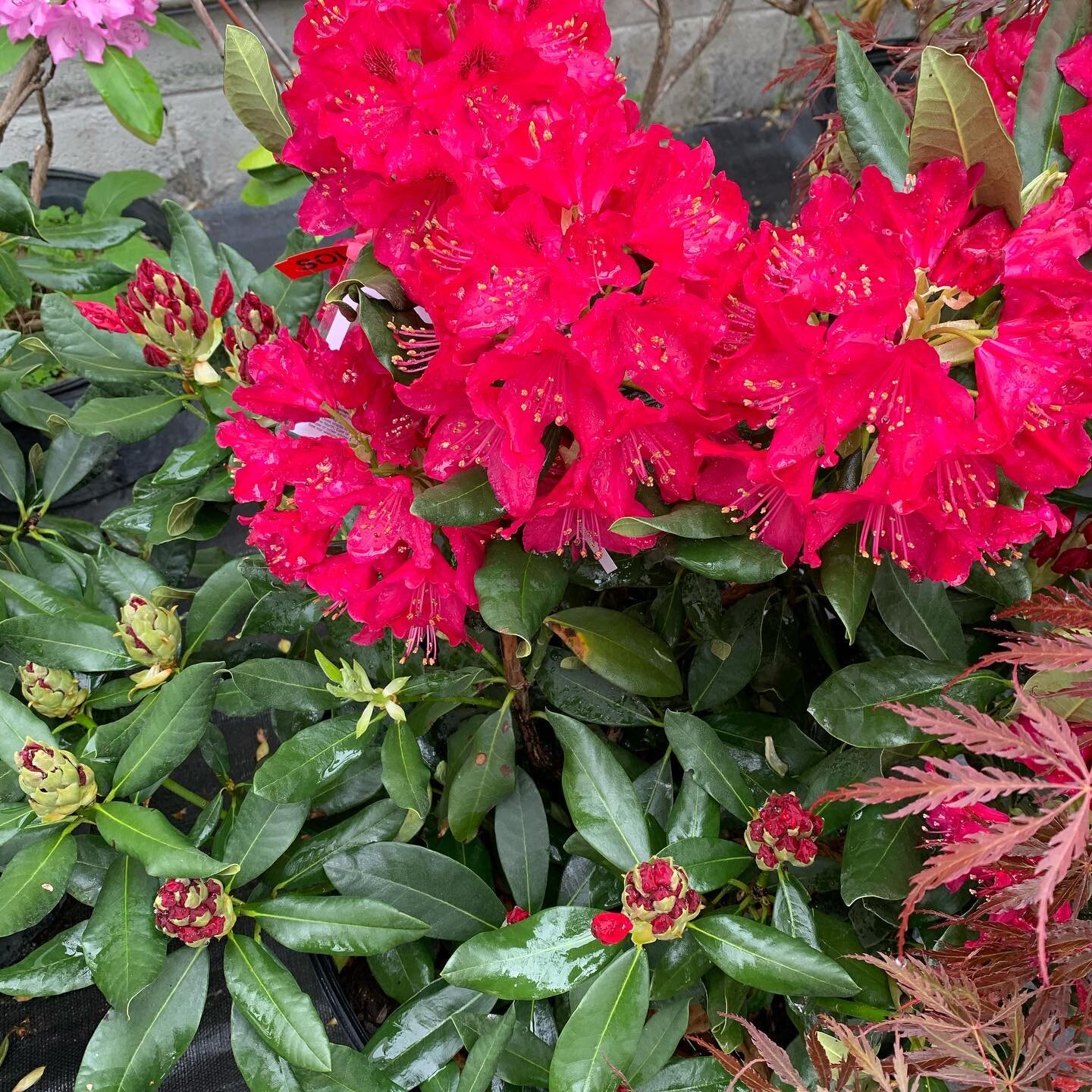 The rhododendrons are ✨popping✨