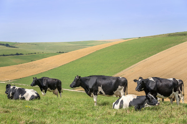 Animal Nutrition LEARN MORE >>