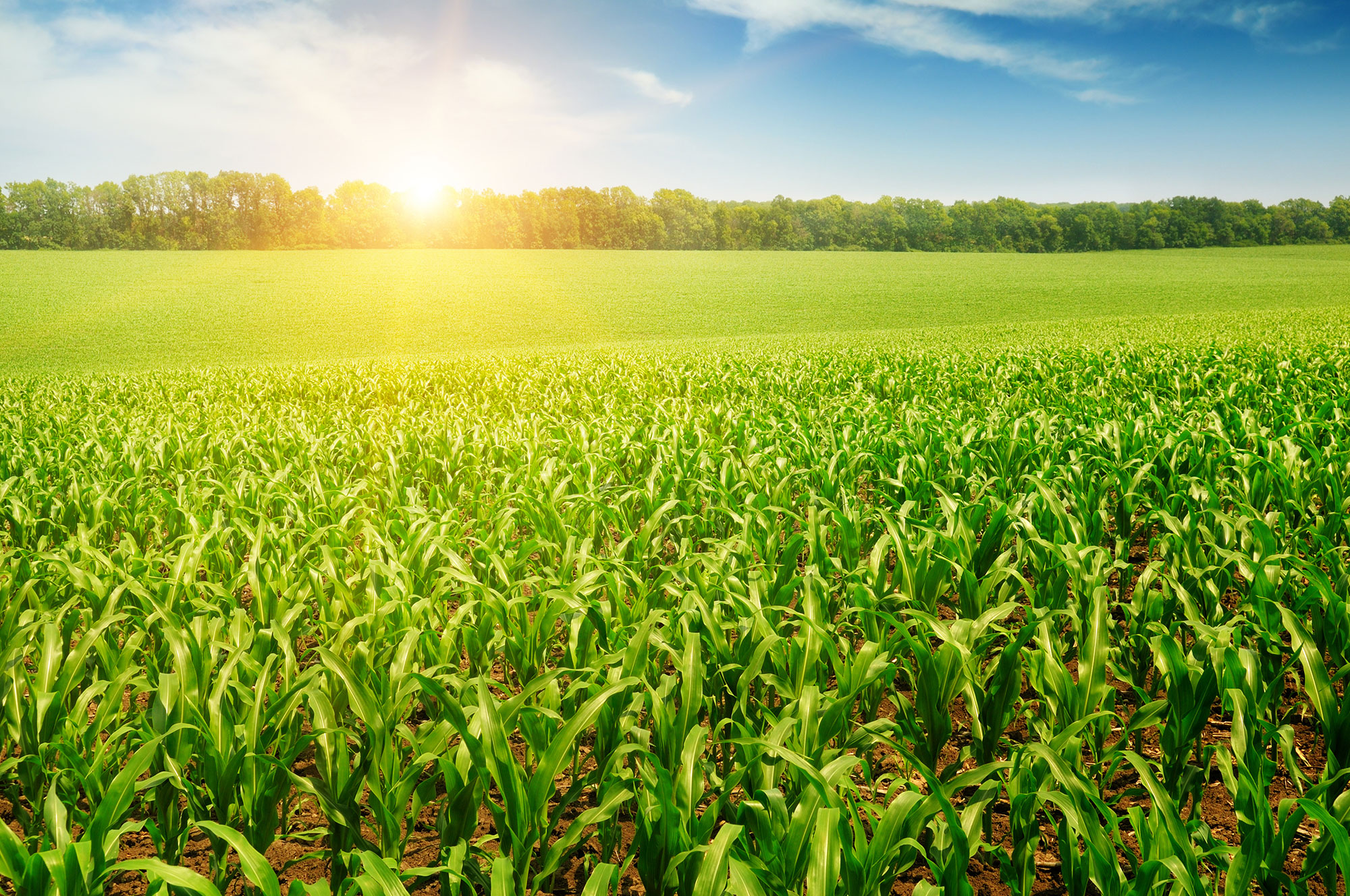 Agriculture LEARN MORE >>
