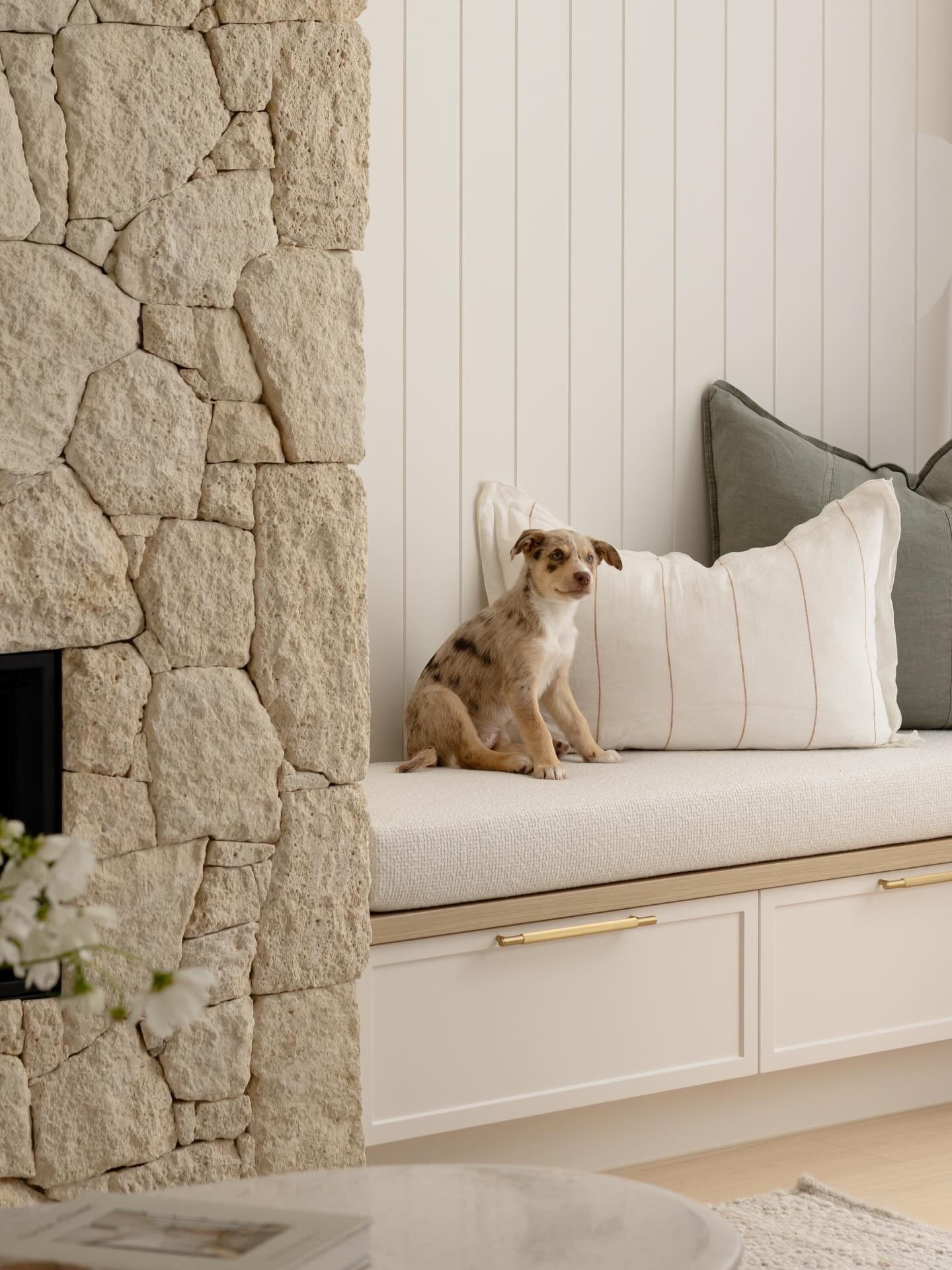 Meet Belly, our newest and cutest team member! Our eight week old Koolie puppy, full of alllllll the puppy energy. She was the best decision and our little family now feels complete! The kids are besotted, her older dog brother Hamish is being oh so 