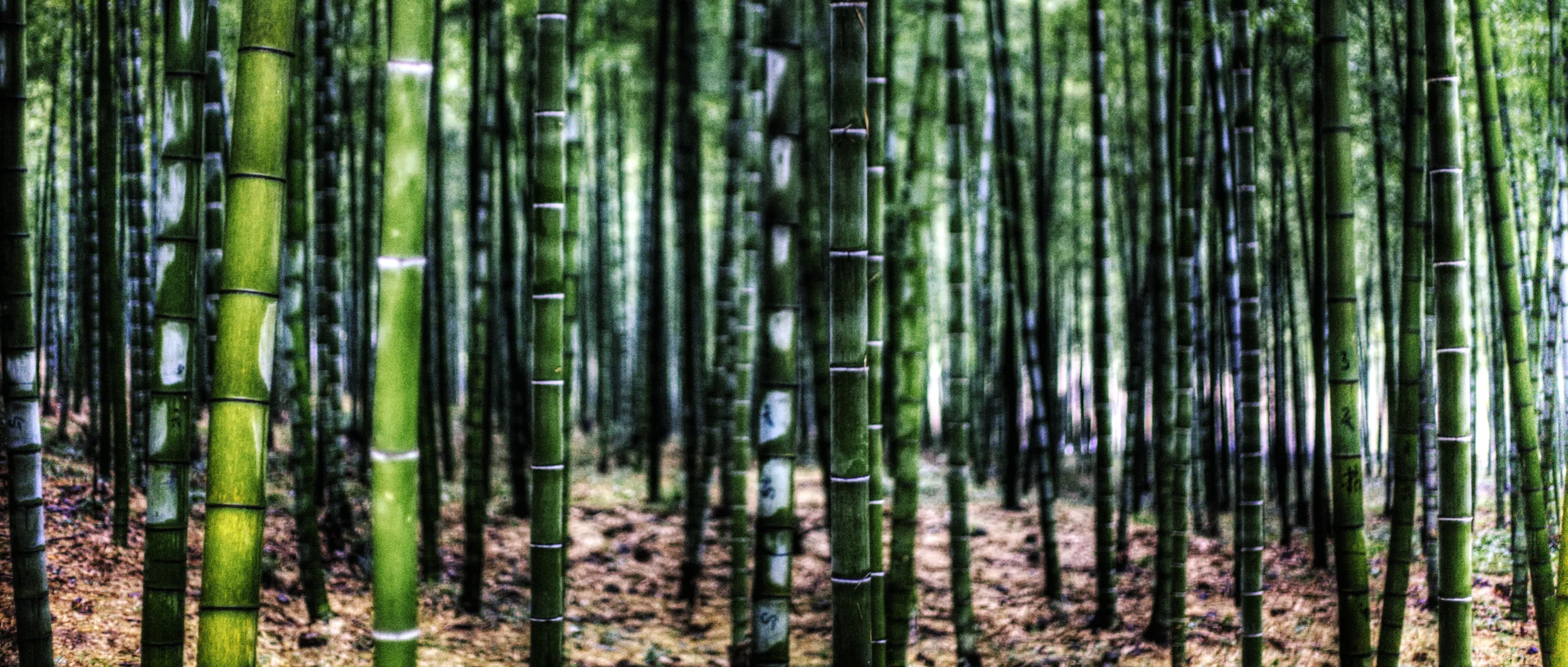 Photographer: Jakob Montrasio "Bamboo" . Photo provided by: www.flickr.com/photos/yakobusan/4378413866