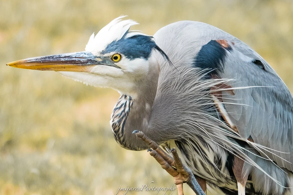 ISO 200 50-140mm f/2.8 lens at 140mm f/2.8 1/1250sec