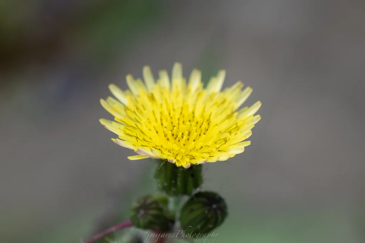 ISO 200 60mm f/2.4 lens f/2.4 1/1250sec