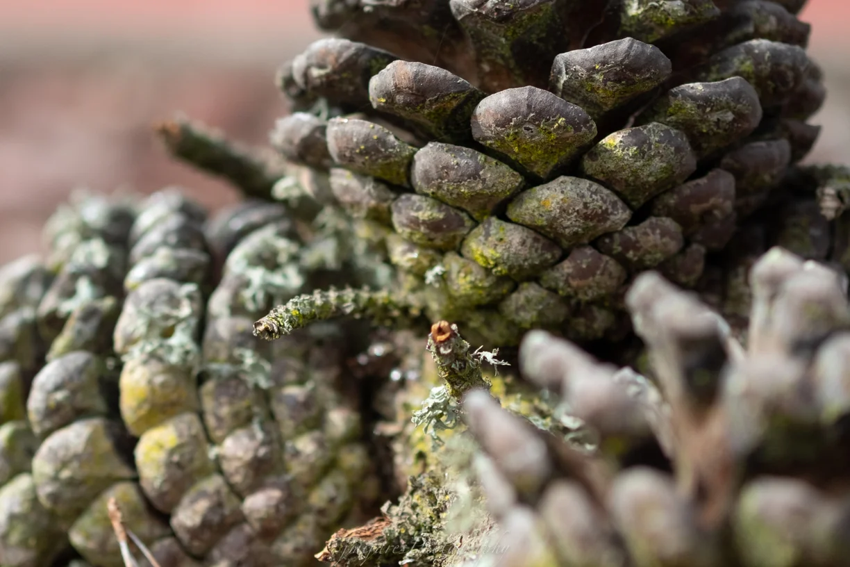 ISO 200 60mm f/2.4 lens f/2.4 1/1900sec