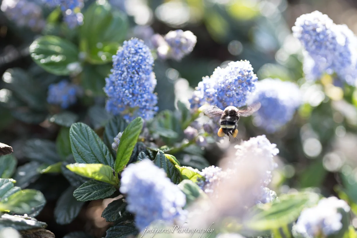 ISO 200 90mm f/2 lens f/2 1/550sec