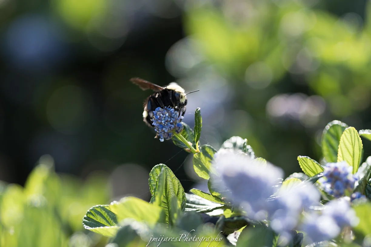 ISO 200 90mm f/2 lens f/2 1/1250sec