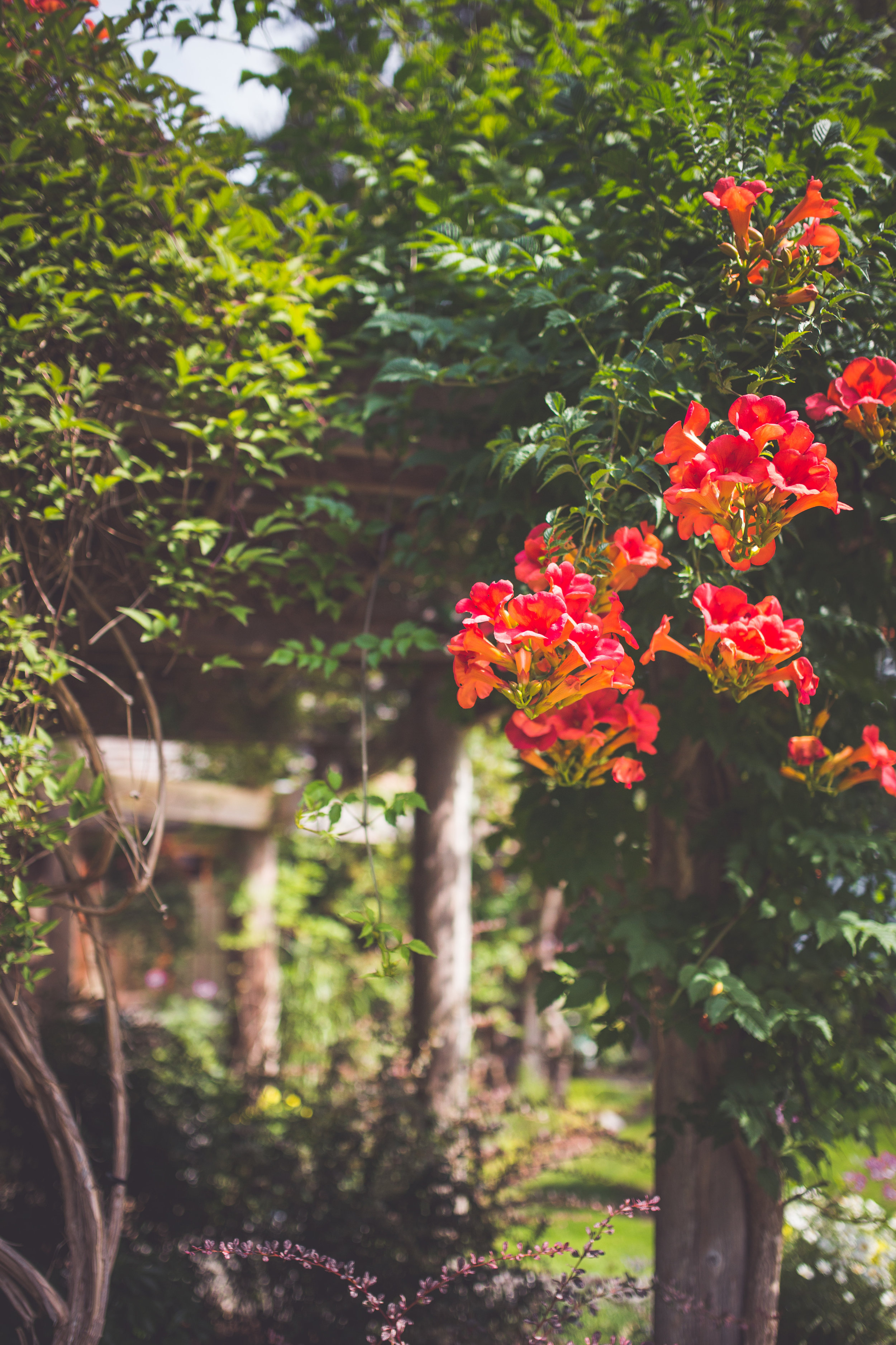 trumpet vine in Qualicum Beach garden