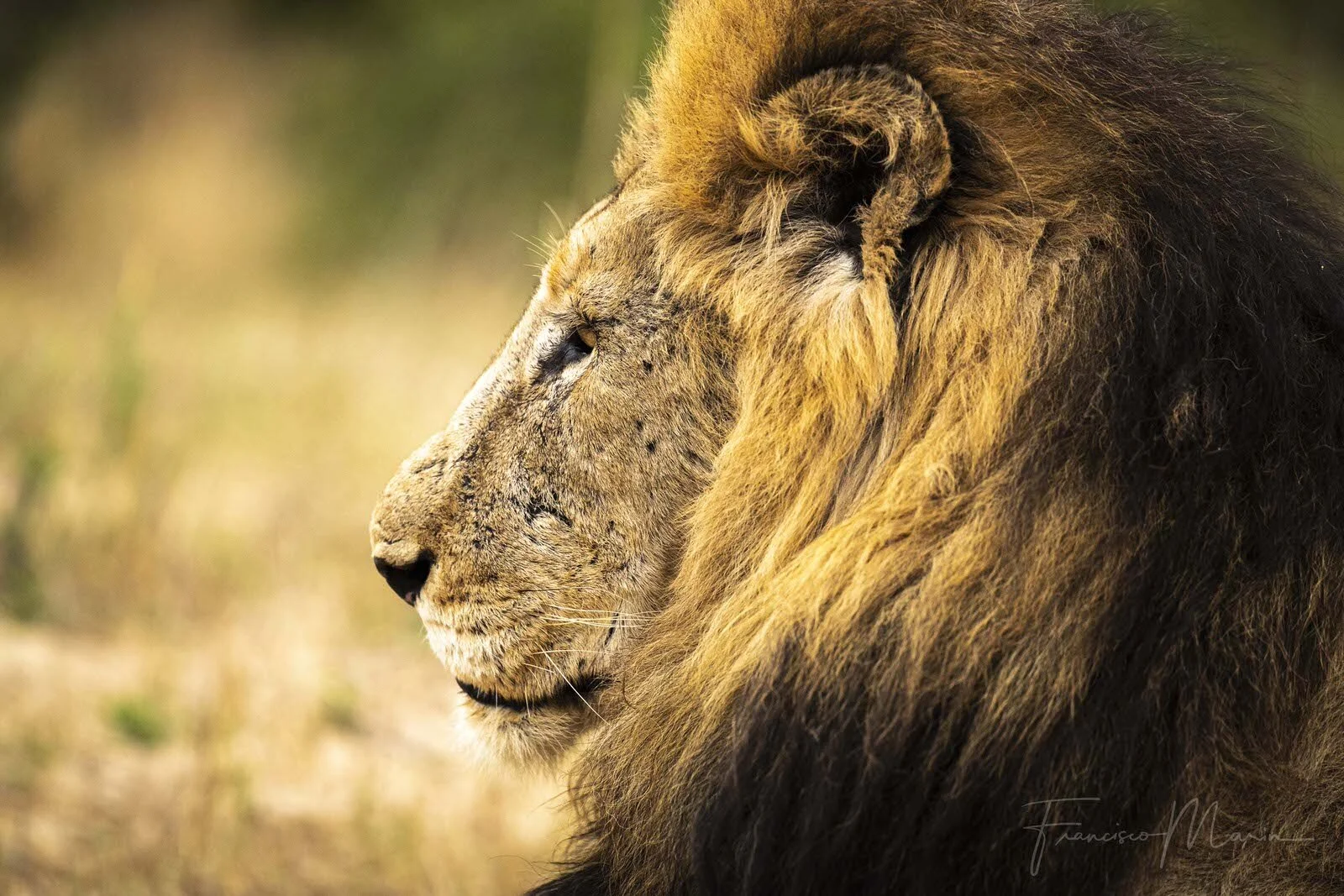 SAFARI SOUTH AFRICA-3.JPG