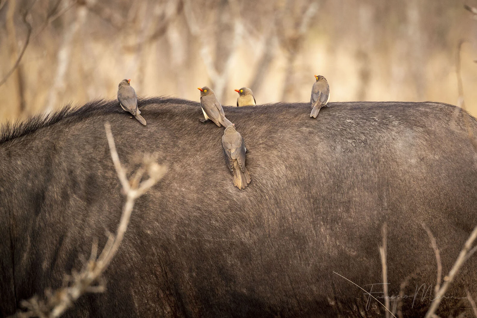 SAFARI SOUTH AFRICA-6.JPG