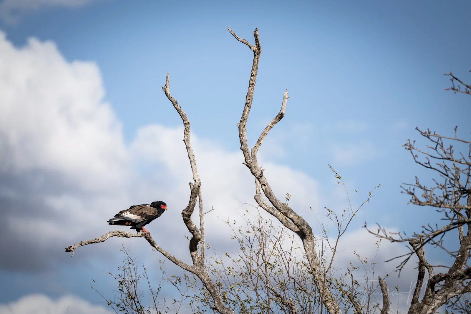 SAFARI SOUTH AFRICA-7.JPG