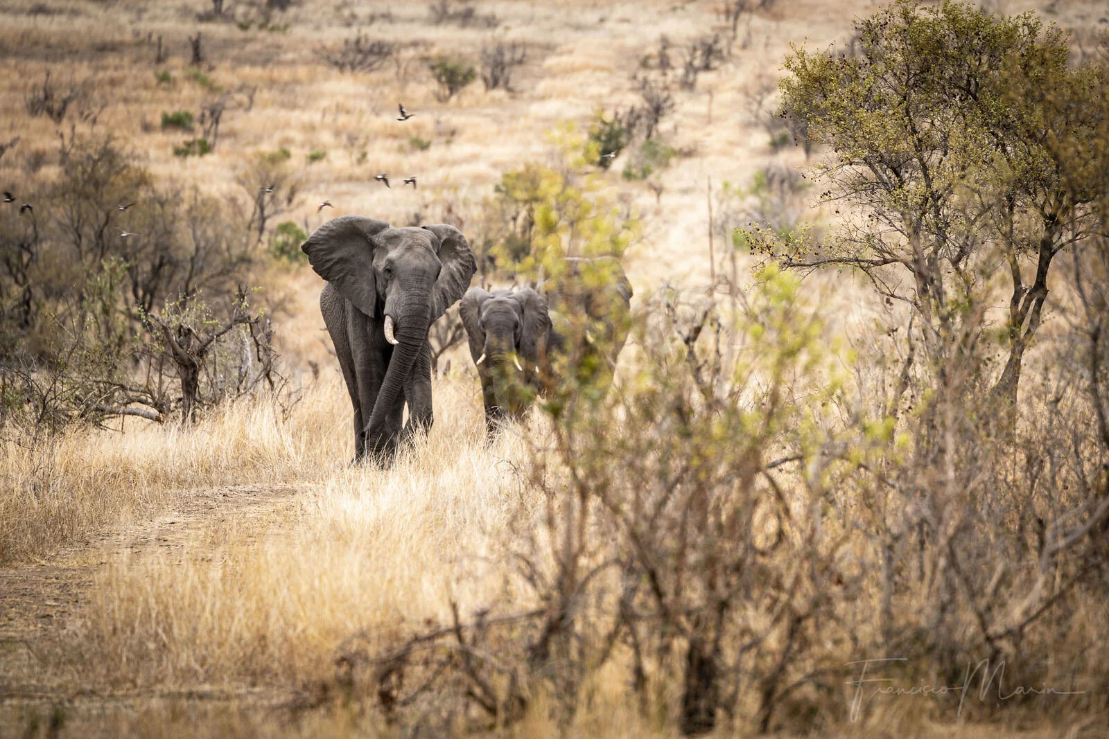 SAFARI SOUTH AFRICA-8.JPG