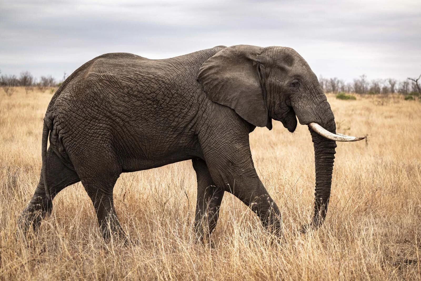 SAFARI SOUTH AFRICA-9.JPG