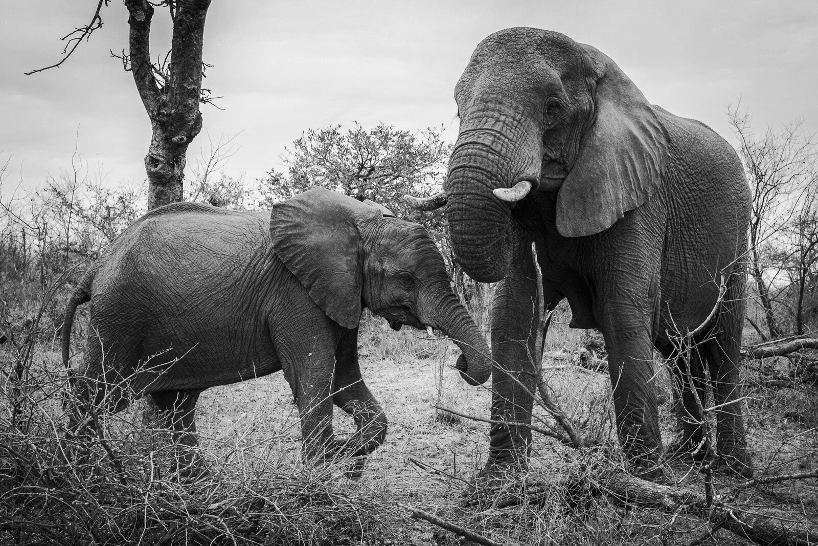 SAFARI SOUTH AFRICA-10.JPG