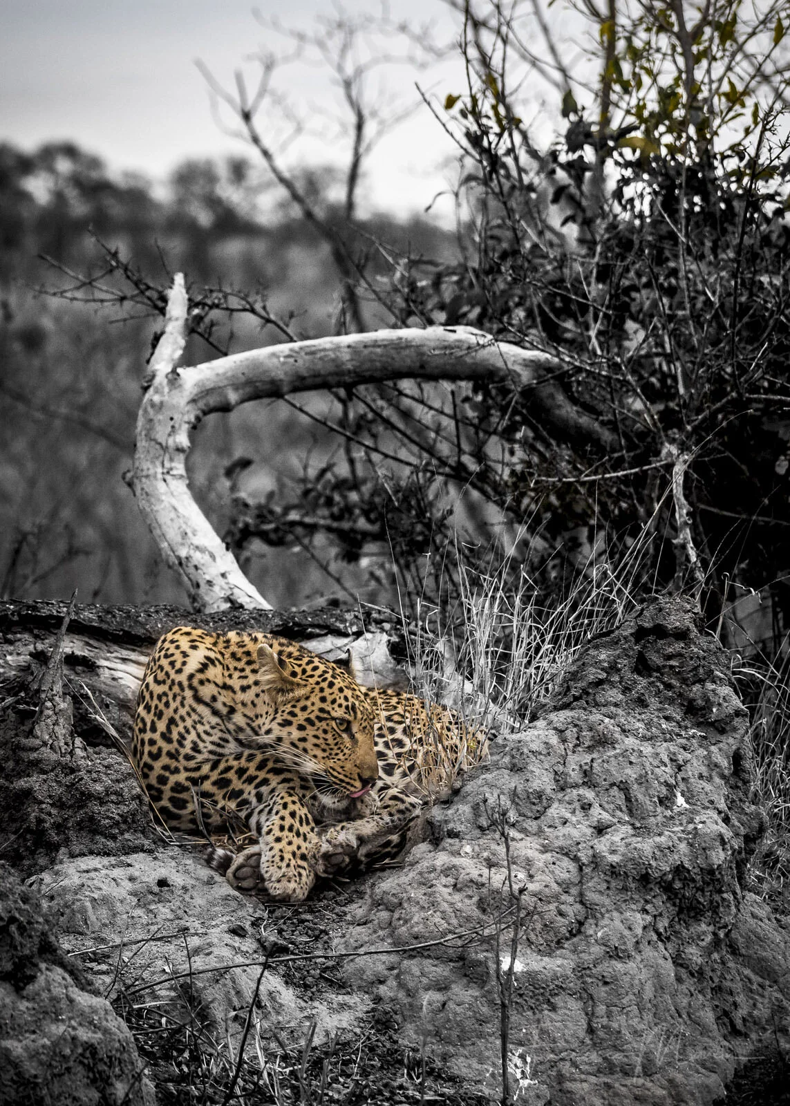 SAFARI SOUTH AFRICA-11.JPG