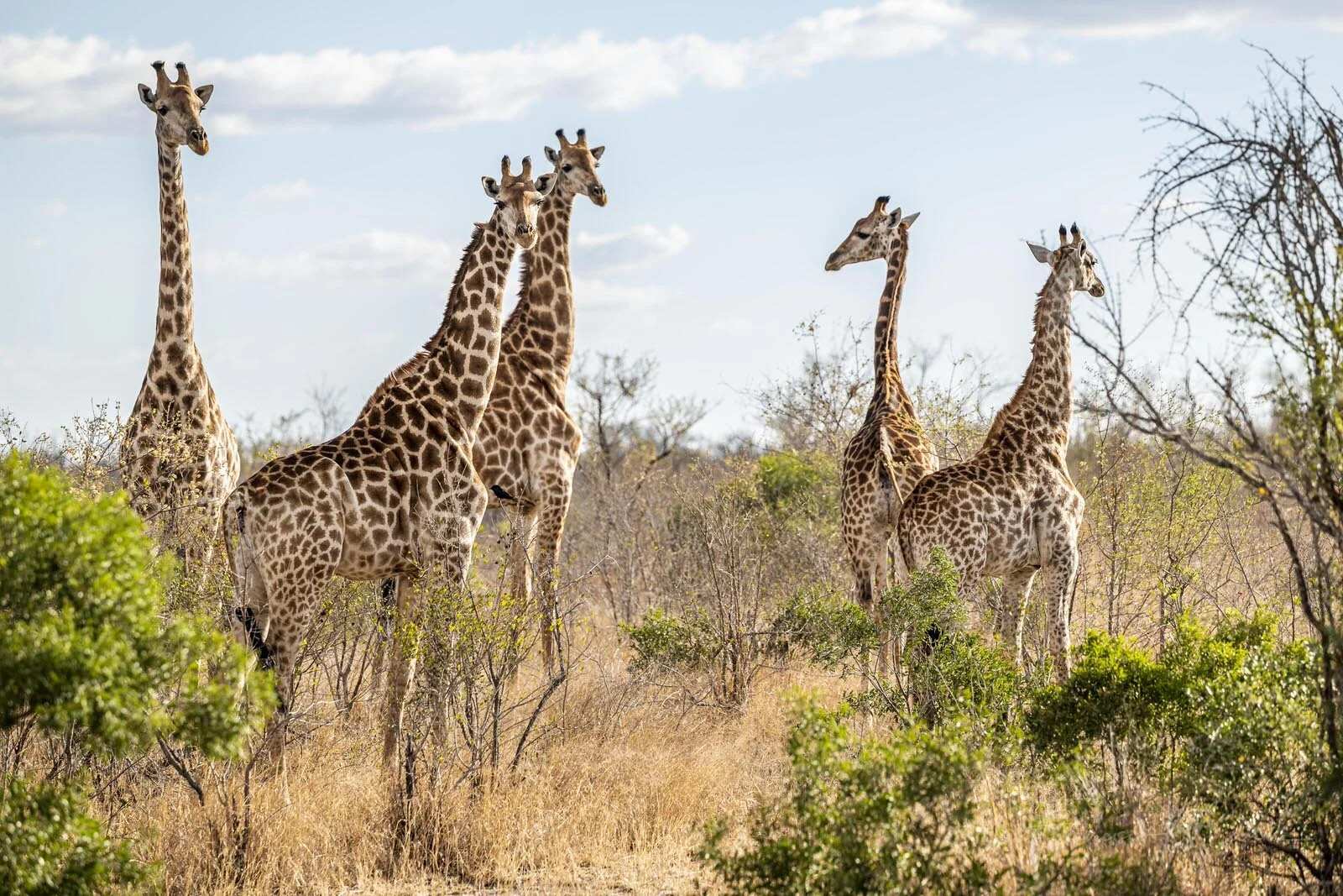 SAFARI SOUTH AFRICA-13.JPG