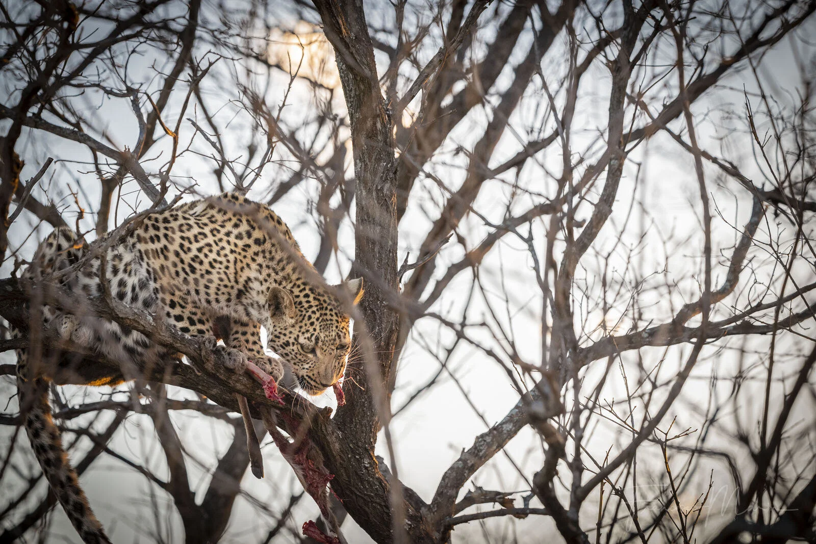 SAFARI SOUTH AFRICA-14.JPG