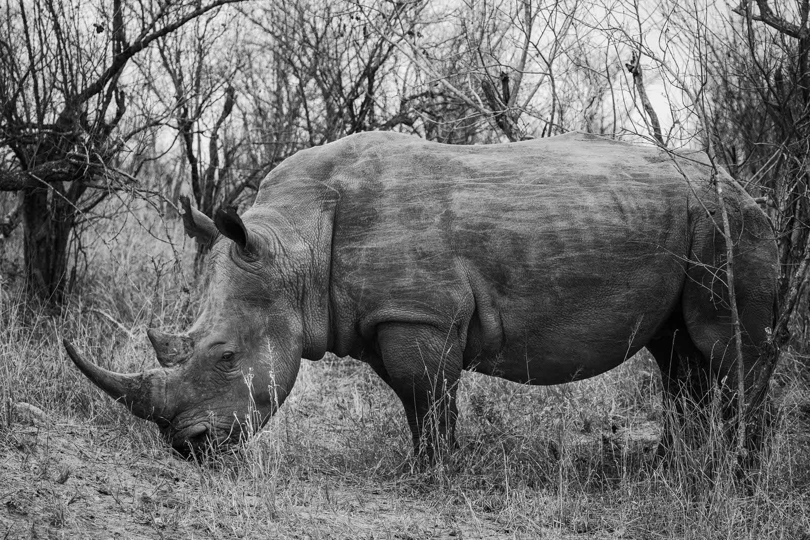 SAFARI SOUTH AFRICA-17.JPG