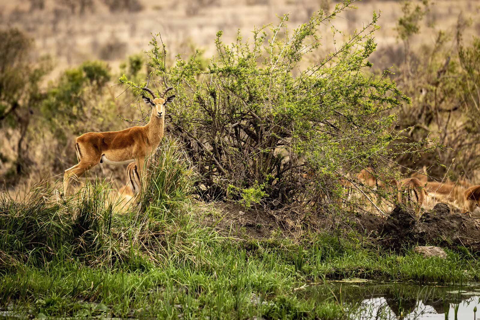 SAFARI SOUTH AFRICA-18.JPG