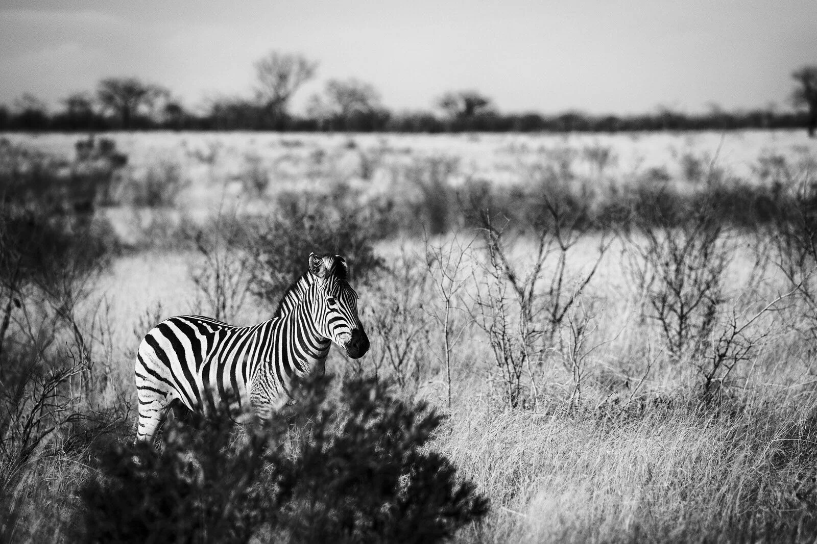 SAFARI SOUTH AFRICA-21.JPG