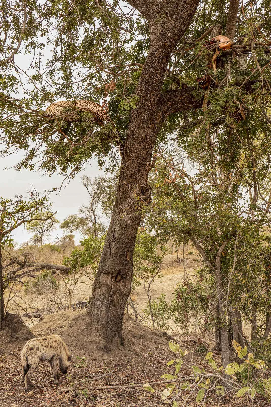 SAFARI SOUTH AFRICA-24.JPG