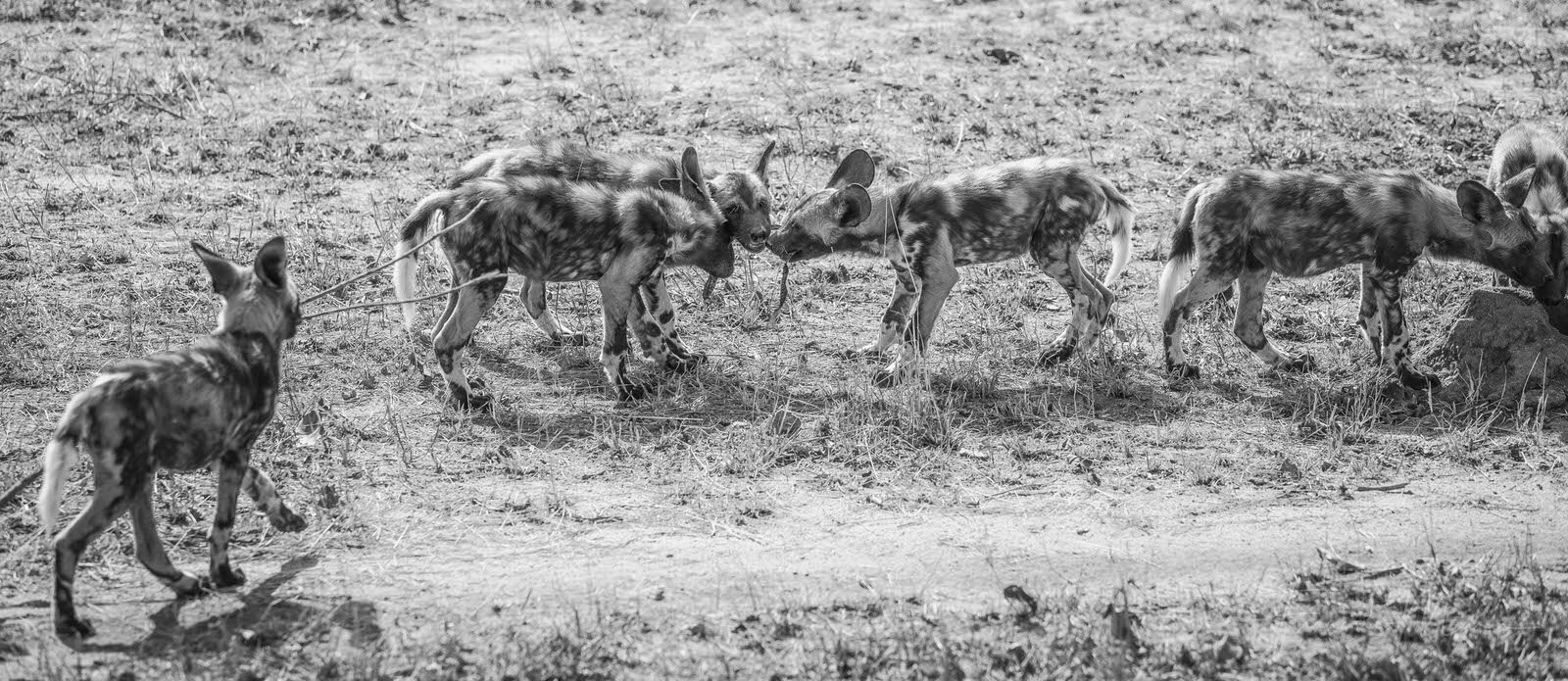 SAFARI SOUTH AFRICA-25.JPG