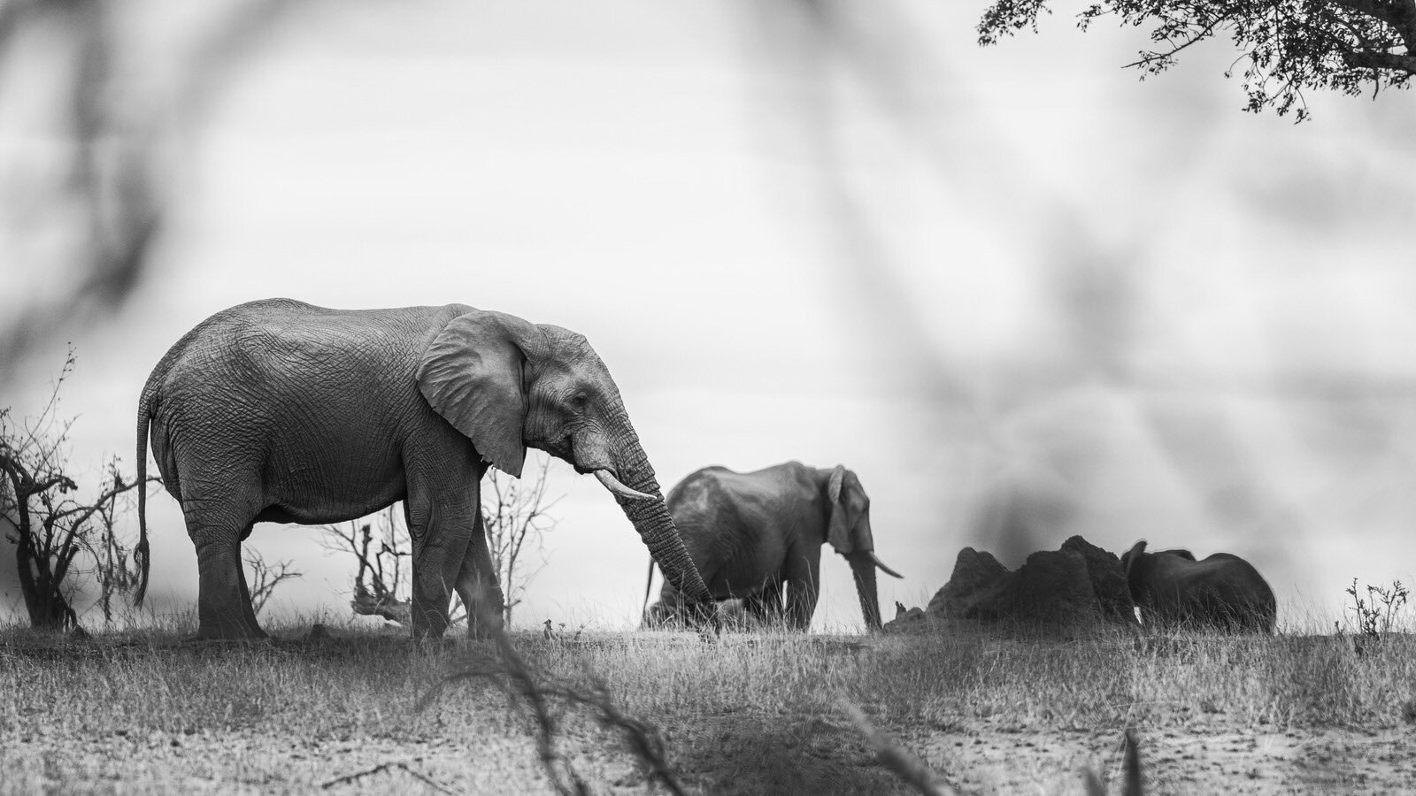 SAFARI SOUTH AFRICA-27.JPG