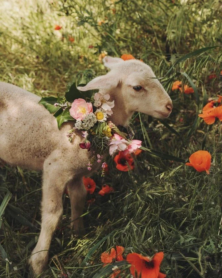 Wondering who I support in my hormonal health-centered naturopathic practice?

Here&rsquo;s a glimpse into some of the soft, curious, and tender humans I&rsquo;ve had the joy of working with this week - a little &ldquo;soft bodies roundup,&rdquo; if 