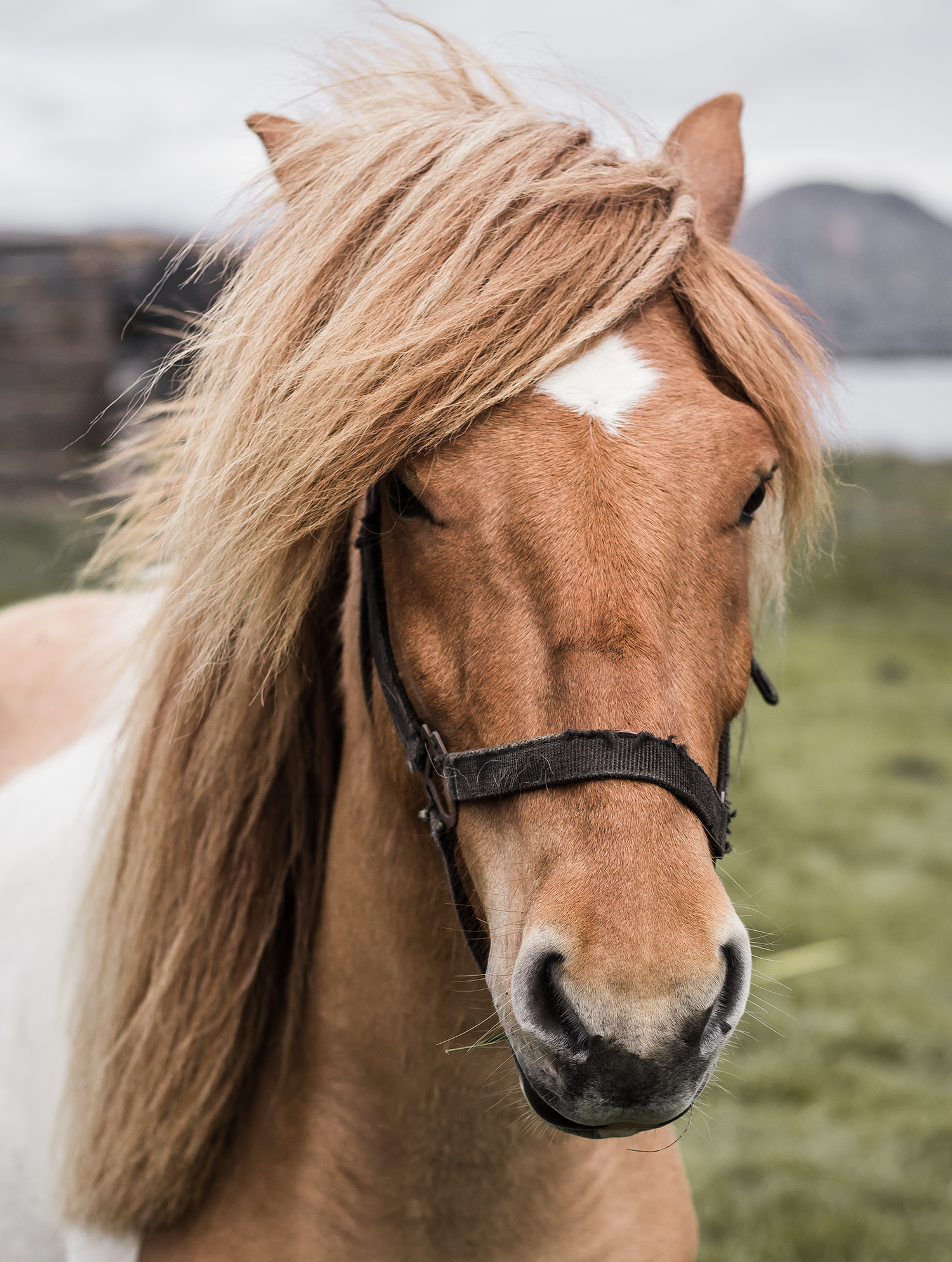 iceland-horse.png